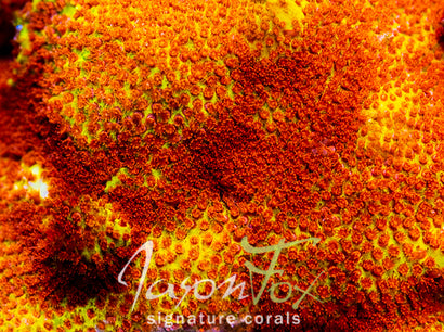 JASON FOX BURNIN BANANA