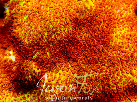 MAF_4838_large.jpg?v=1681763642