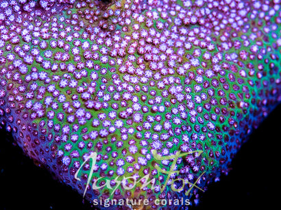 JASON FOX CHERRY BLOSSOM STYLOCOENIELLA