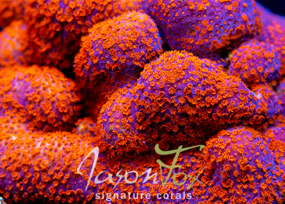 JASON FOX SUPERMAN STYLO