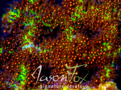 Jason Fox Sunset Stylo – Jason Fox Signature Corals
