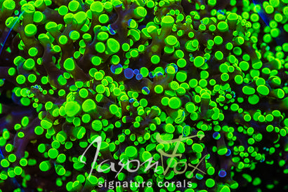 JASON FOX ALIEN INVASION FROGSPAWN