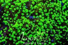 JASON FOX ALIEN INVASION FROGSPAWN ( LIMIT 1 - MUST BUY ANOTHER CORAL FROM THE WEBSITE TO GET THE $9.99 DEAL )