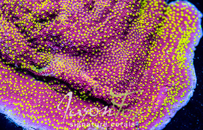 JASON FOX  YELLOW FEVER MONTIPORA