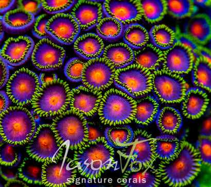 JASON FOX DRAGON EYES PALYS