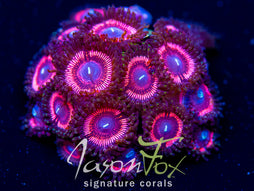 JASON FOX BUBBLICIOUS PALY