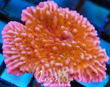 RR NAUTI SPIRAL MONTIPORA