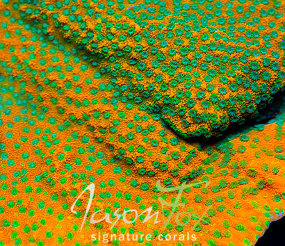 JASON FOX SWEET TOOTH MONTIPORA