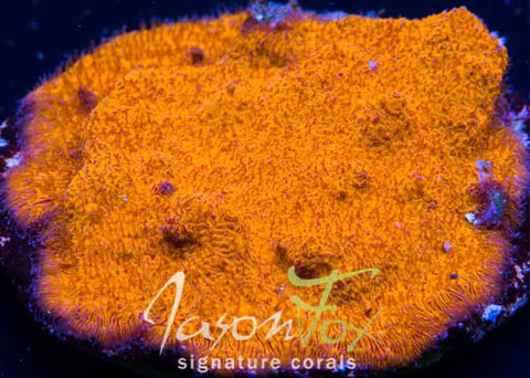 SPS-3GRS-2_large.jpg?v=1497991069