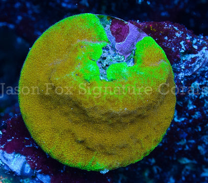 jason fox Twin Spot psammocora