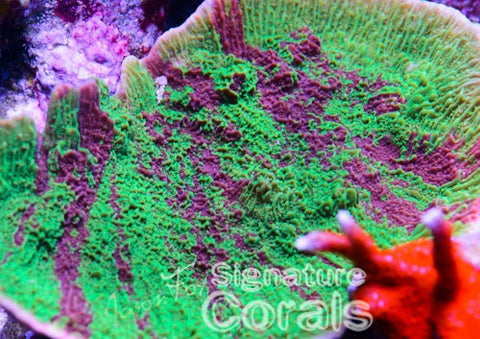 JASON FOX COLD FUSION GRAFTED MONTIPORA CAP – Jason Fox Signature