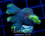 JASON FOX FRANKIES UGLY DUCKLING MONTIPORA