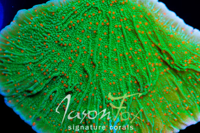 JASON FOX VOLCANIC ERUPTION MONTIPORA CAP