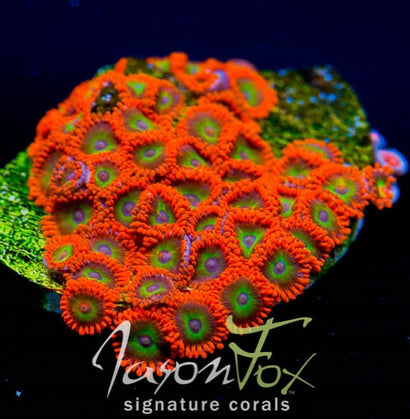 Jason Fox VEGAS STRIPS