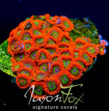 Jason Fox VEGAS STRIPS