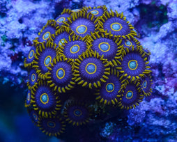 BLUE HORNET ZOA