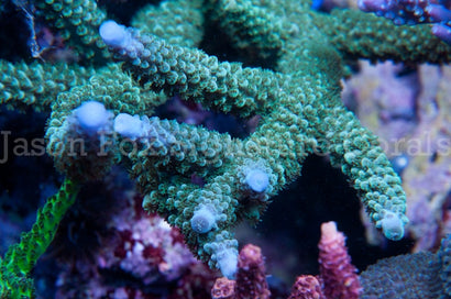 Jason Fox Snakehead Acro