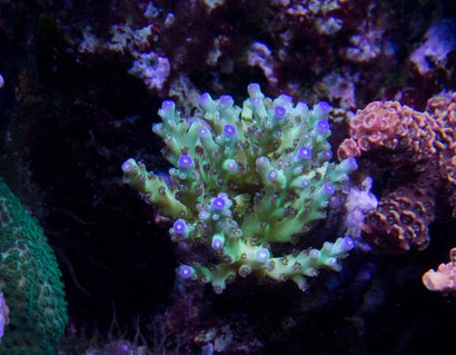 Jason Fox Sour twist