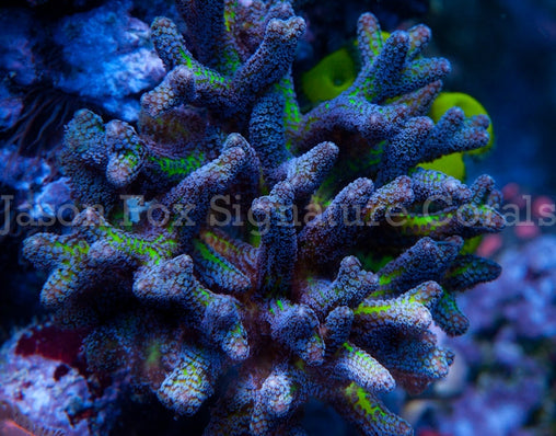 Jason Fox Enchanted Forest Birds Nest – Jason Fox Signature Corals