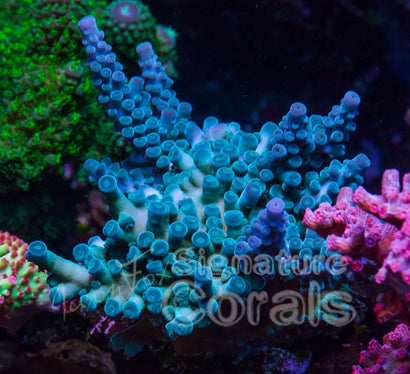 Jason Fox Robin's Egg Acro