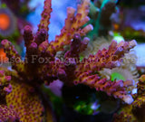 Pro Corals Rainbow Acro