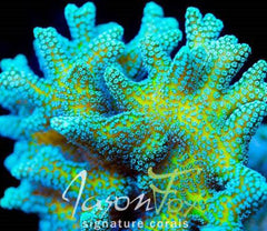 JASON FOX ENCHANTED FOREST BIRDS NEST ( LIMIT 1 - MUST BUY ANOTHER CORAL FROM THE WEBSITE TO GET THE $9.99 DEAL )