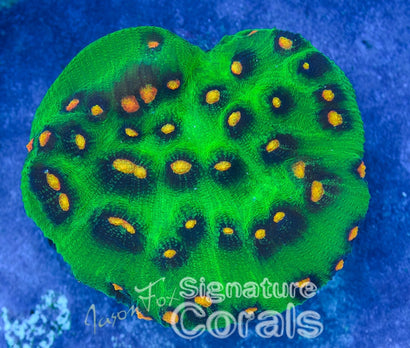 Jason Fox Raja Rampage