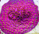 Cornbread Bling Bling Cyphastrea