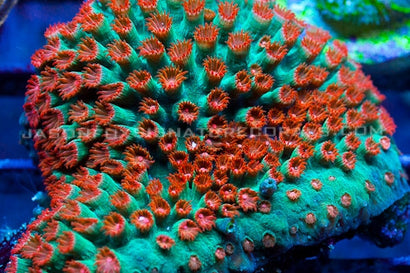 WWC Jingle Bells Cyphastrea