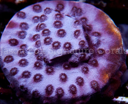 Jason Fox Valentine Cyphastrea