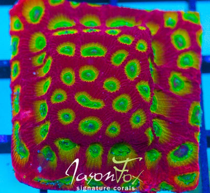 JASON FOX SECTOR 001