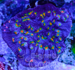 JASN FOX AFTER SHOCK CHALICE