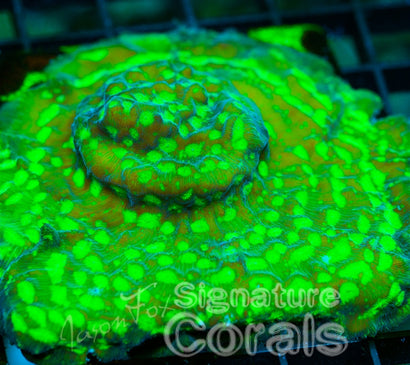 JASON FOX NUCLEAR MELTDOWN LEPTO