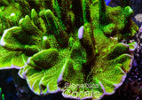 ORA Spongodes Montipora