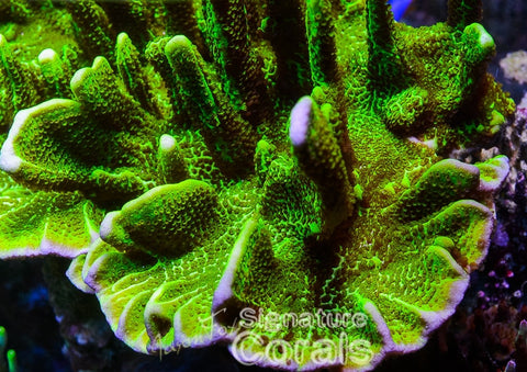 ORA Spongodes Montipora – Jason Fox Signature Corals