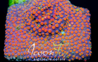 JASON FOX PARTY CRASHER CYPHASTREA