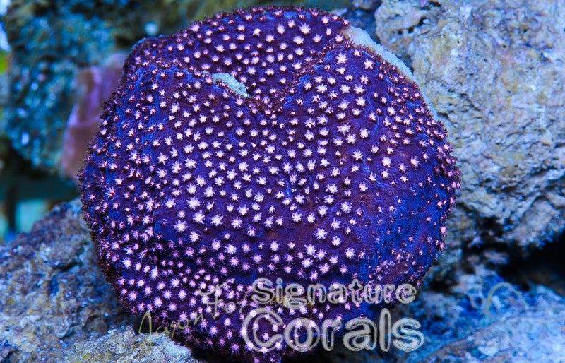 Jose Casas Pink Polyp Stylo – Jason Fox Signature Corals