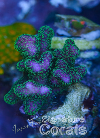 sps-20-2_large.jpg?v=1497991063