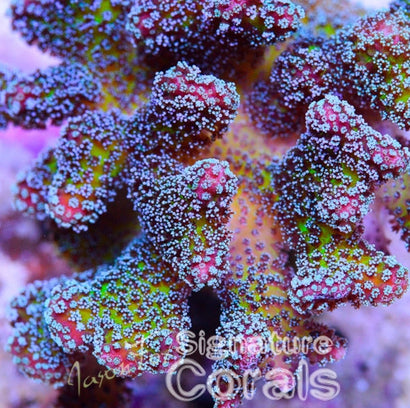 コーラルSP Vivids Orange Julius – Chummingham's Reef