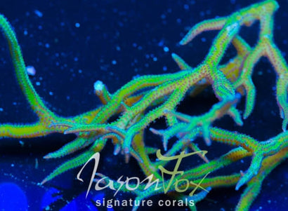 JF PURPLE POLYP BIRDS NEST