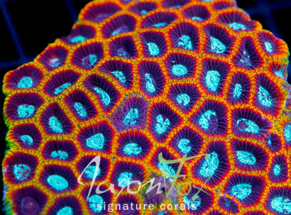 Jason Fox Crocodile Hunter