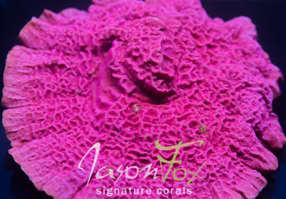 Jason Fox Raspberry Ice