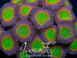 JASON FOX BUSTED NUGGETS